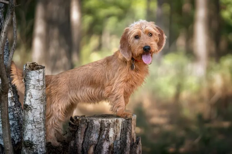 Basset fauve de Bretagne med fawnfärgad päls
