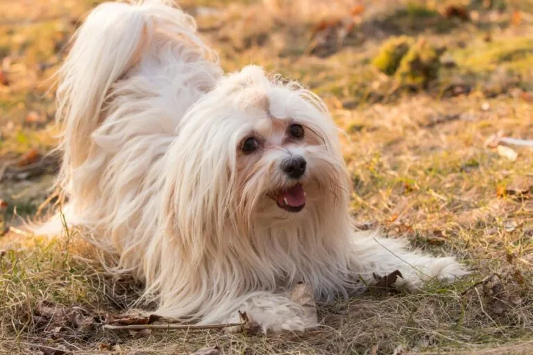 Bichon havanais som vänlig hundkompis