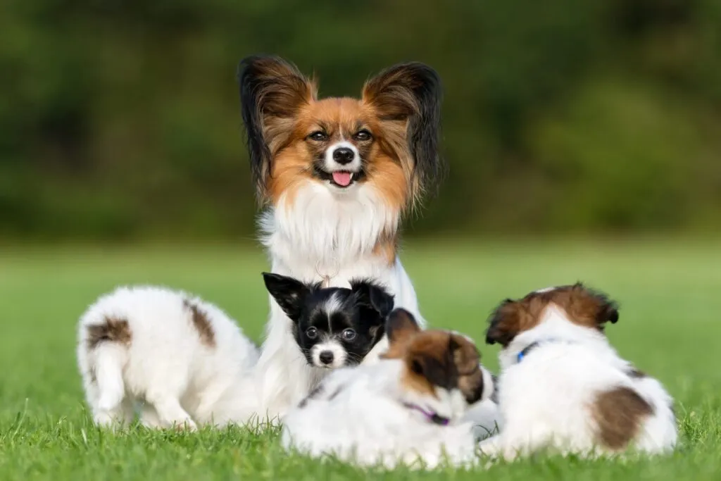 Papillonhund i olika färger