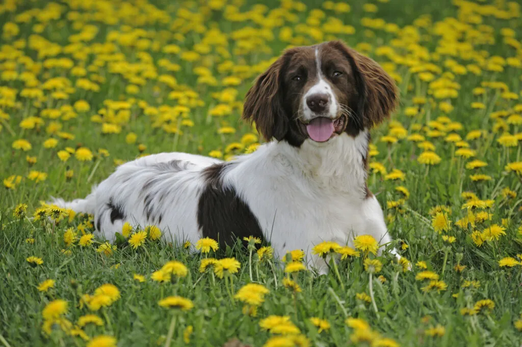 Engelsk springer spaniel som är aktiv utomhus och vill ha fysisk och mental stimulans