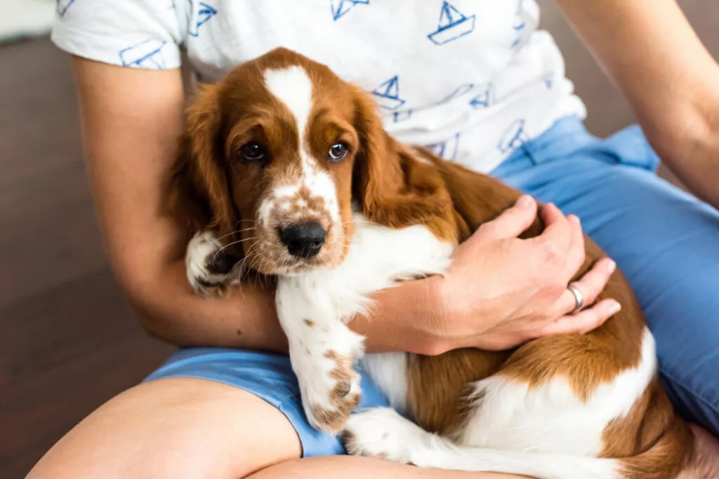 Engelsk springer spaniel valp som behöver tidig socialisering