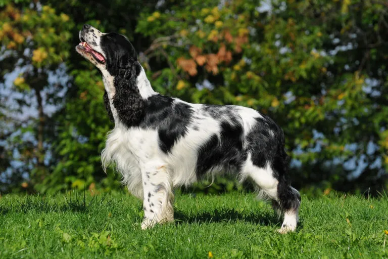 Engelsk springer spaniel med kompakt kropp, långa ben och hängande öron