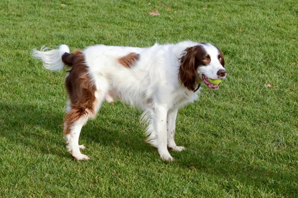 Engelsk springer spaniel som apporterar med glädje