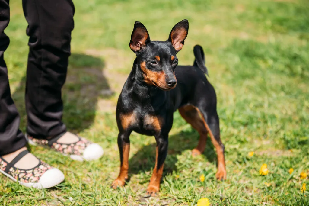 Dvärgpinscher i olika färger