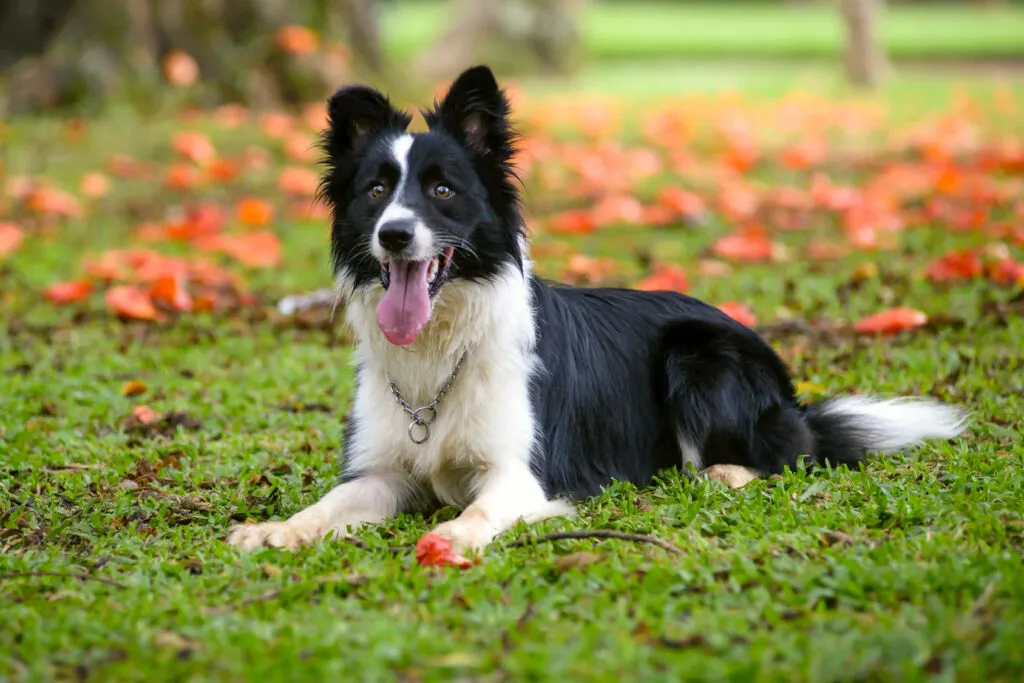 Border collie utomhus som älskar variation