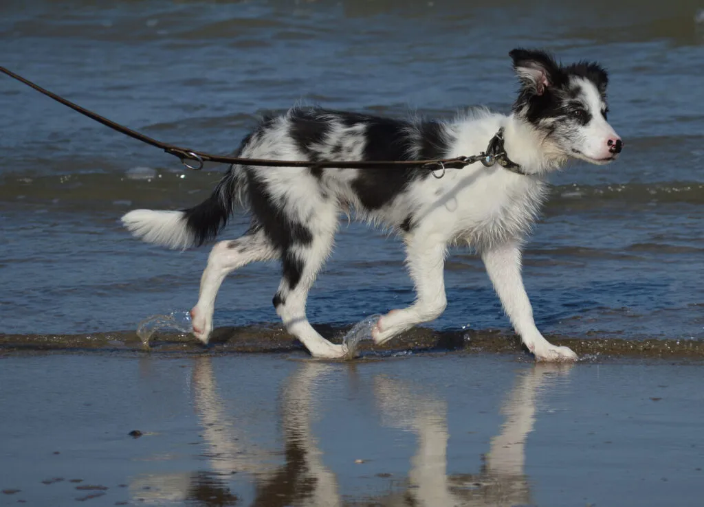 Border collie från Skottland-England gränsregion