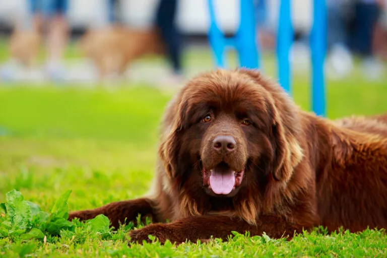 Newfoundlandshund som ligger ner, stark och kraftfull