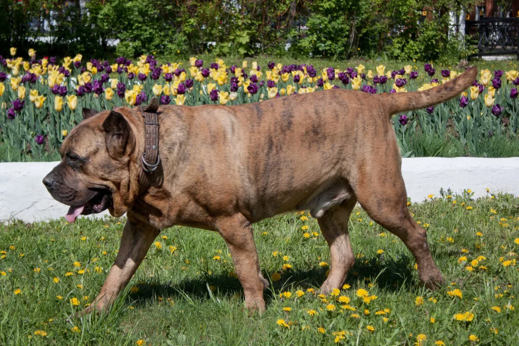Presa canario med kort päls