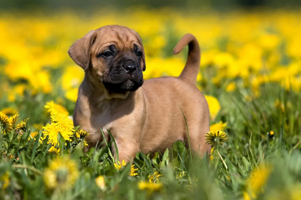 Presa canario valp som socialiseras tidigt