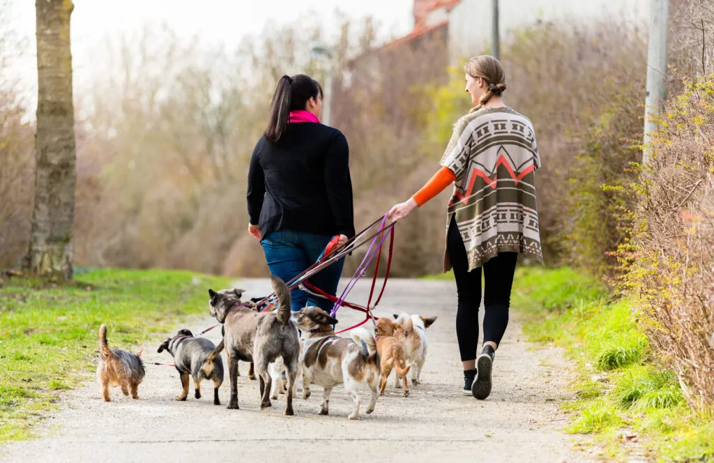 Hund som interagerar med andra hundar för bättre sociala färdigheter