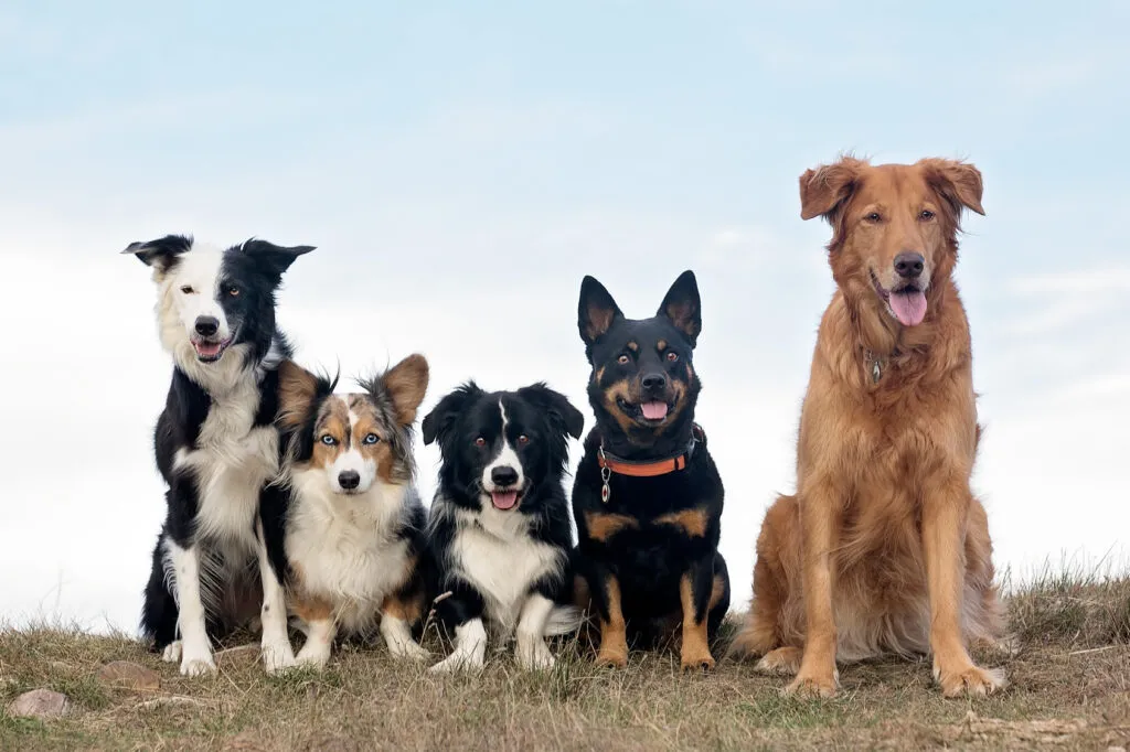 Hundpassning med varierande kostnader beroende på plats och behov