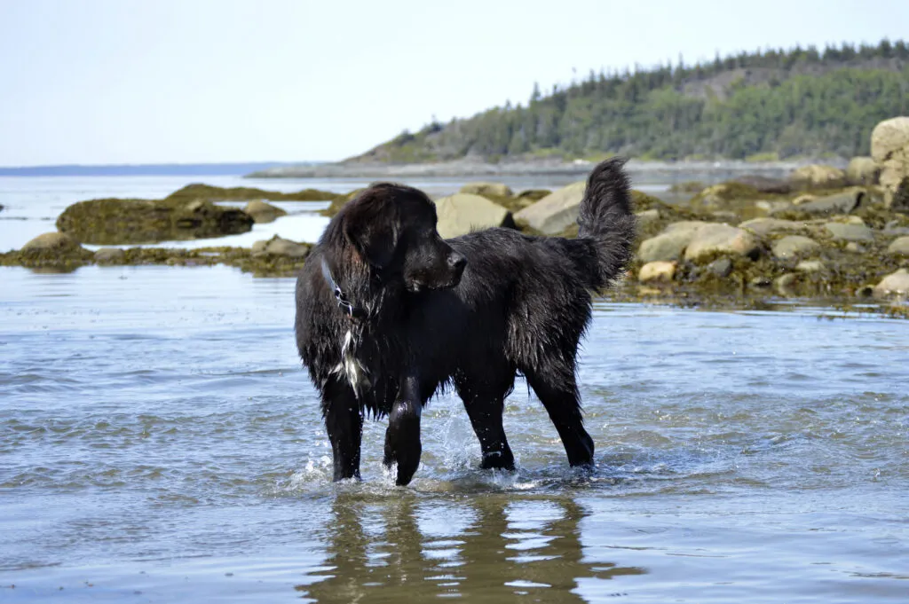 Newfoundlandshund som simmar och visar sin styrka och uthållighet