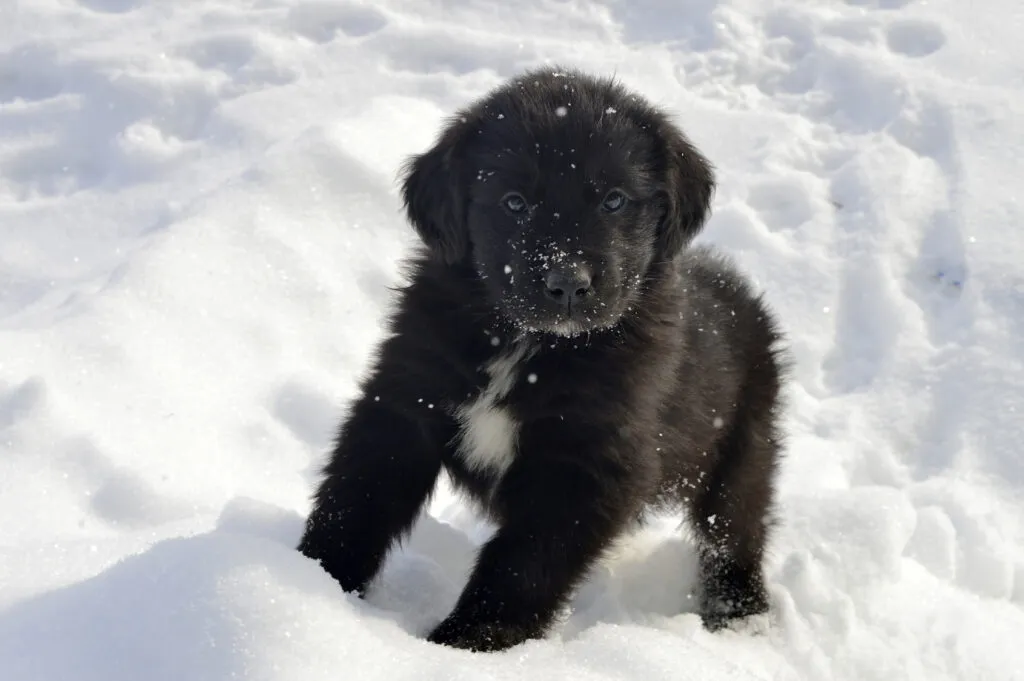 Newfoundland-valp som leker i snön