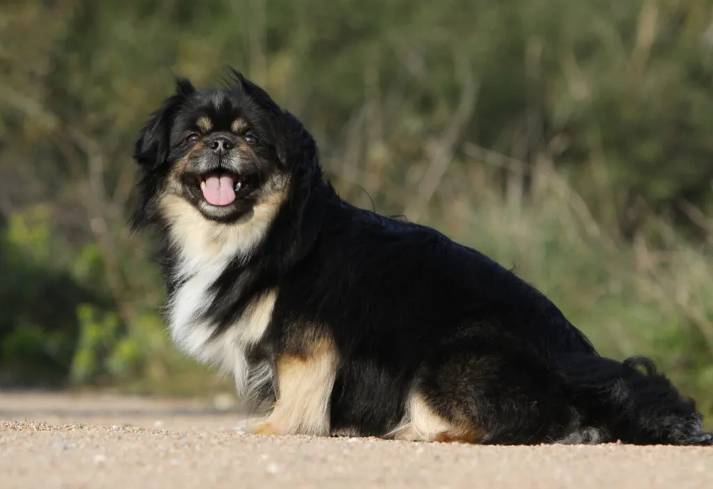 Tibetansk spaniel som är intelligent och lättlärd