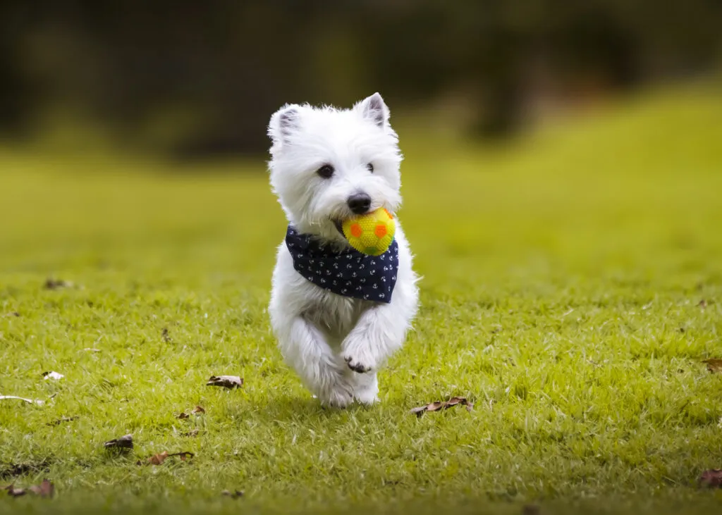 West highland white terrier valp hos uppfödare