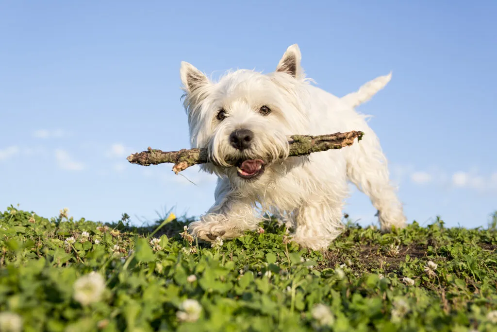 West highland white terrier som får en kärleksfull och konsekvent uppfostran
