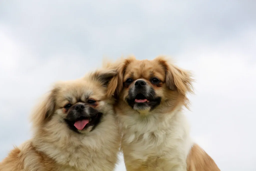 Tibetansk spanielvalp från seriös uppfödare