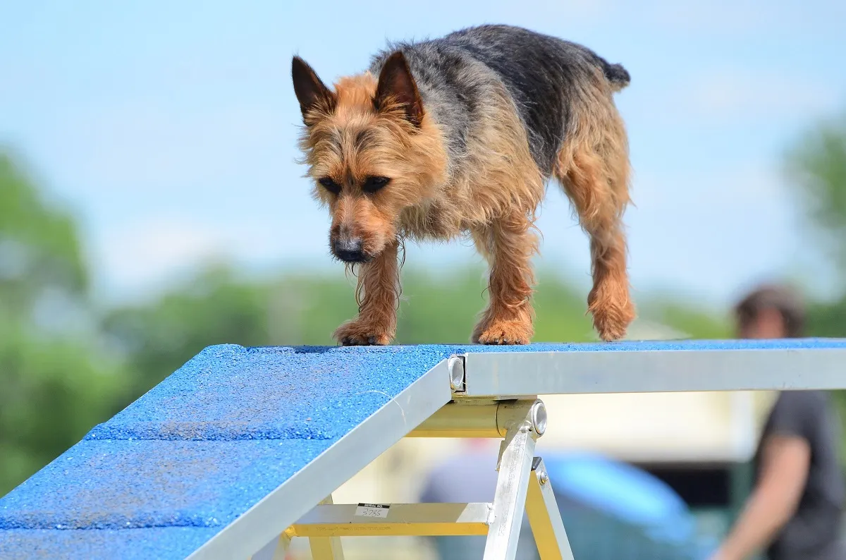 En australisk terrier som tränar agility och har roligt på en hinderbana utomhus.