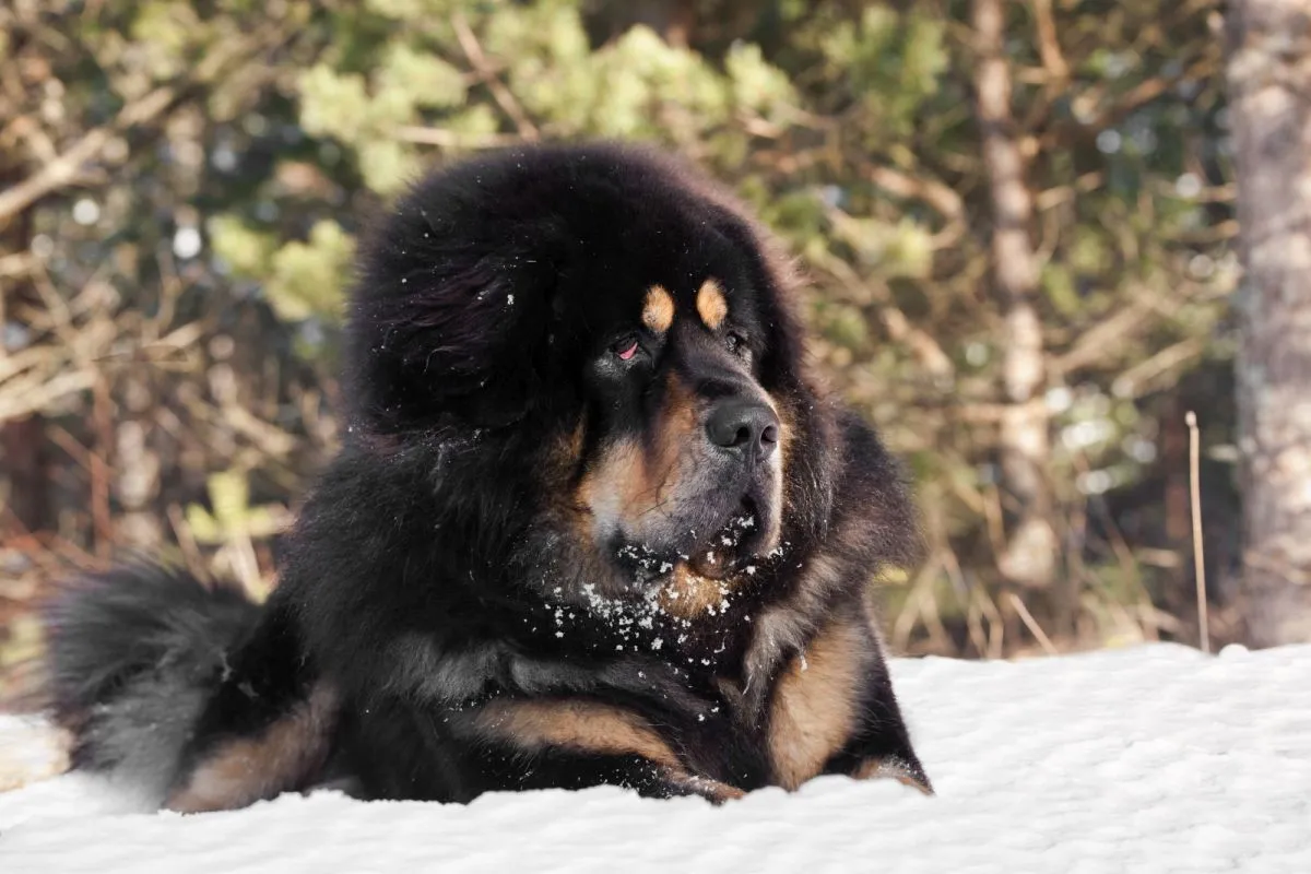 En majestätisk tibetansk mastiff som står stolt och vaksamt, en kraftfull hund med stark skyddsinstinkt.