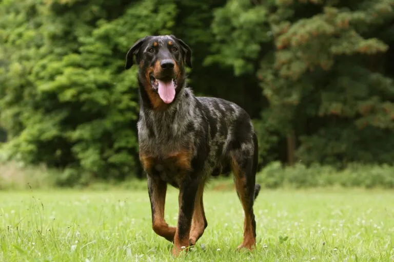 Den robusta beauceronen med kort, tät päls