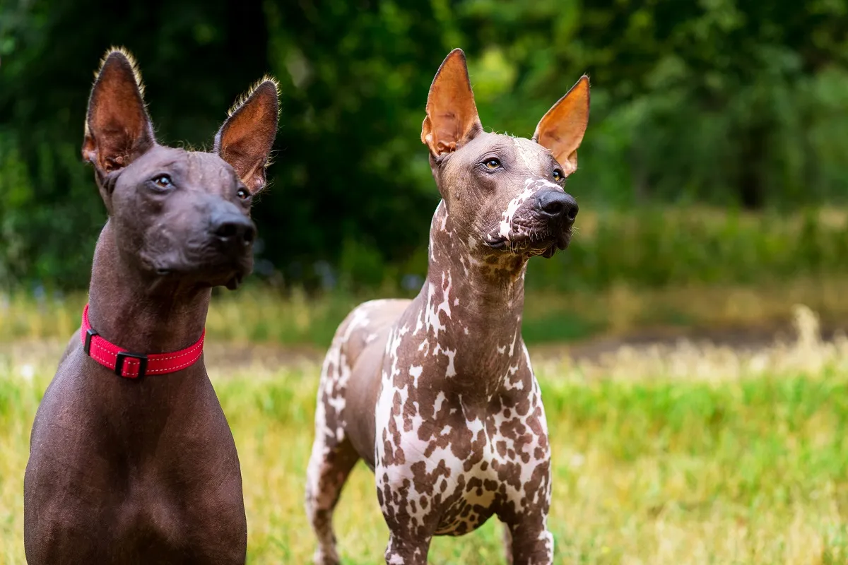 Xoloitzcuintle finns i flera olika färger, och vissa hundar har även fläckig päls.