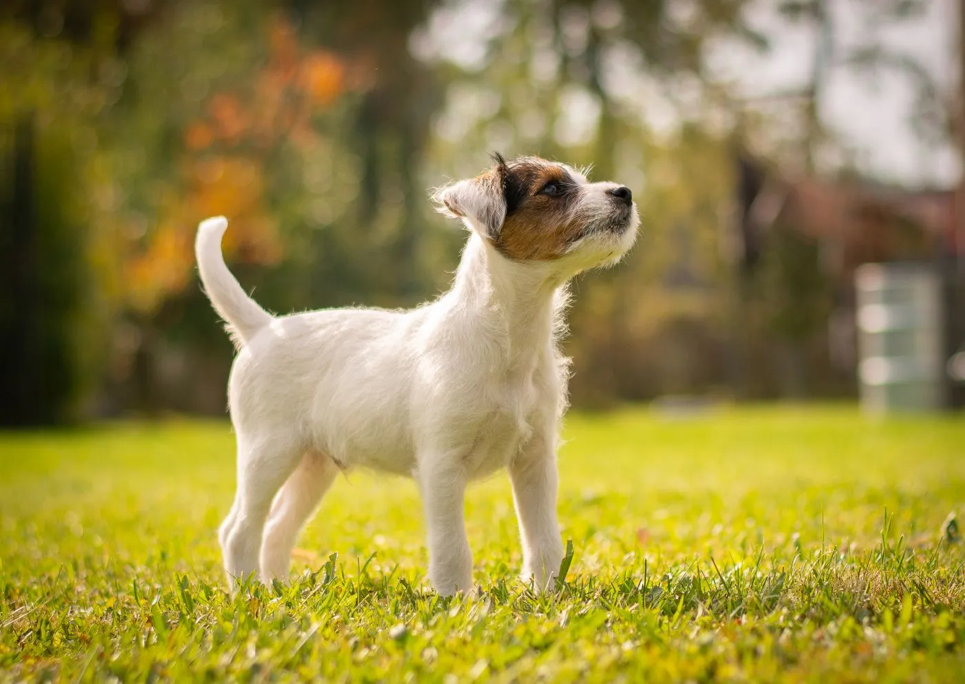 Parson Russell Terrier valp