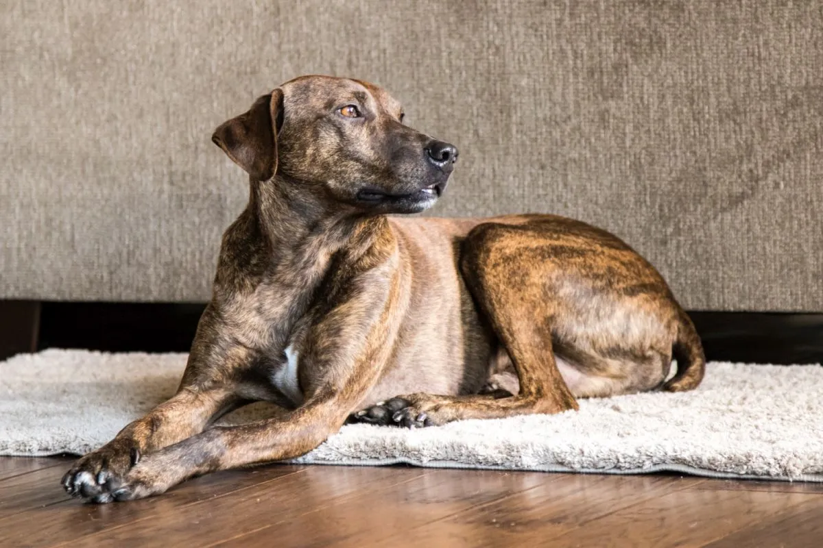 Plott Hound Mix Brindle i hundparken