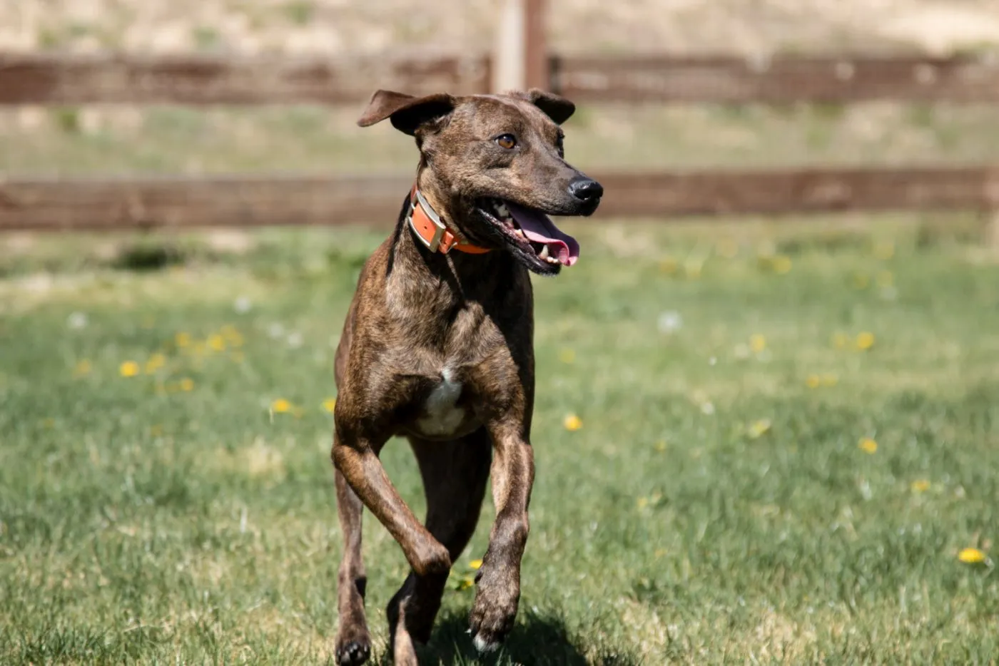 Plott Hound Mix Brindle i hundparken