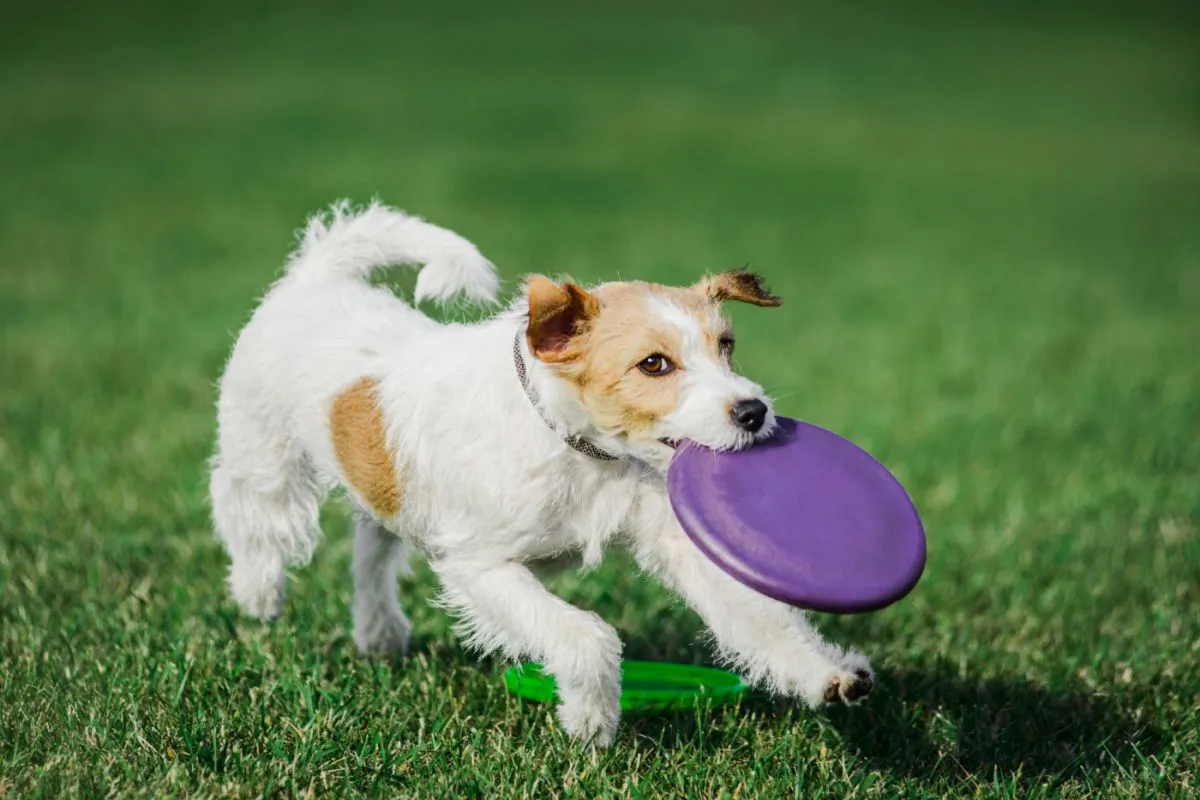 Parson Russell Terrier fångar flygande disk, sommar utomhus hundsporttävling