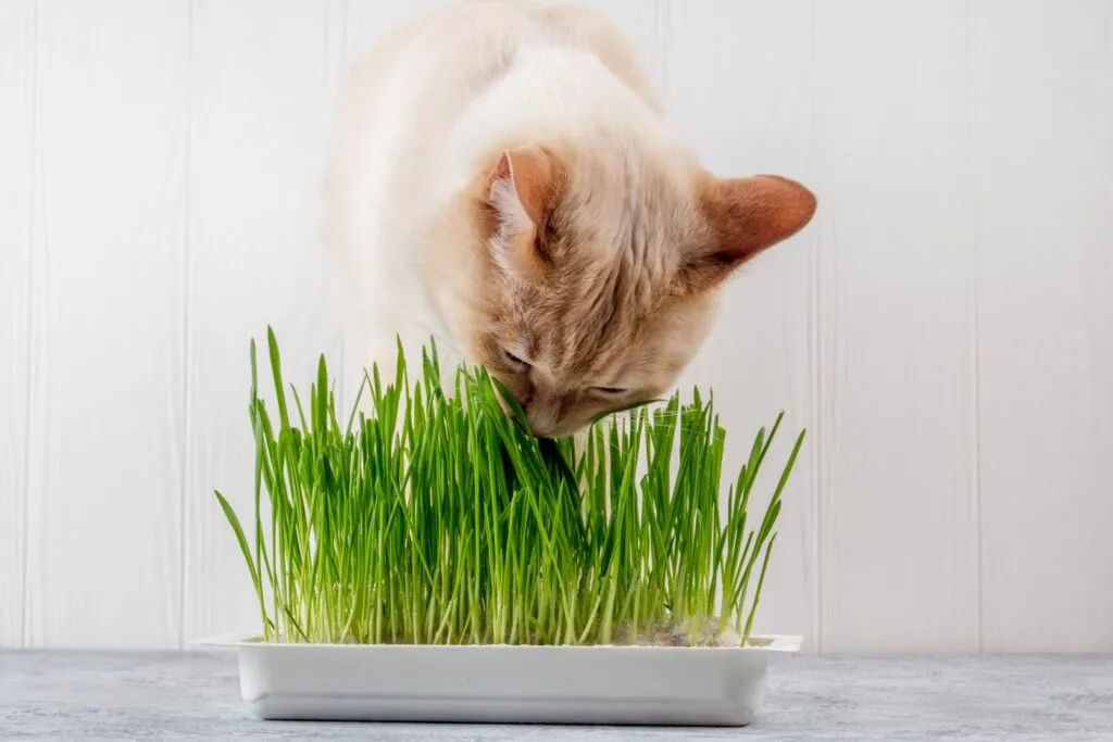 Närbild på en vacker katt som äter färskt grönt gräs.