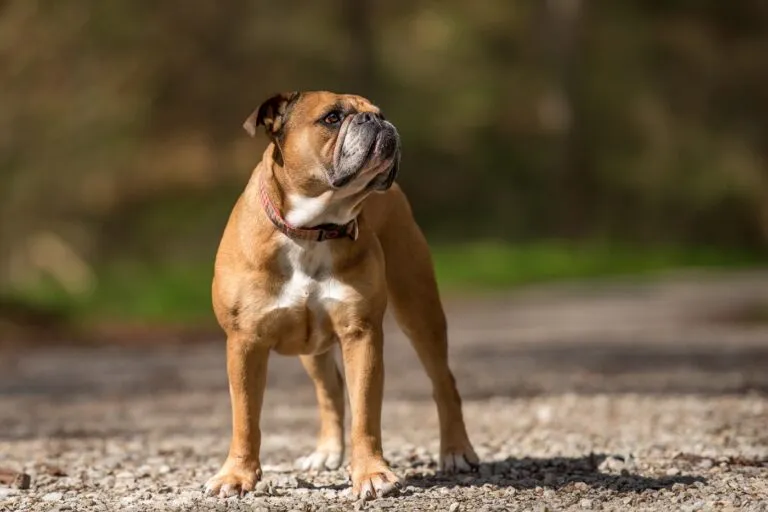 En Continental bulldog från Schweiz som leker utomhus – en frisk, familjevänlig hund med balanserat temperament.