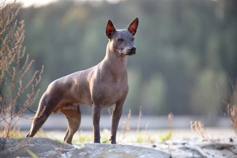 Der Xoloitzcuintle ist an seiner breiten Brust, dem langgestreckten Körper und den charakteristischen dreieckigen Ohren zu erkennen.