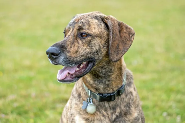 Plott Hound-hund som flämtar i ett fält
