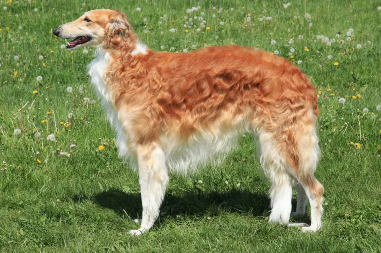 En elegant borzoi som springer snabbt, en rysk vinthund känd för sin styrka och kortdistanshastighet.