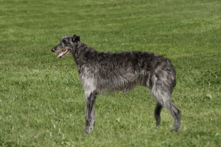 Deerhound ia field