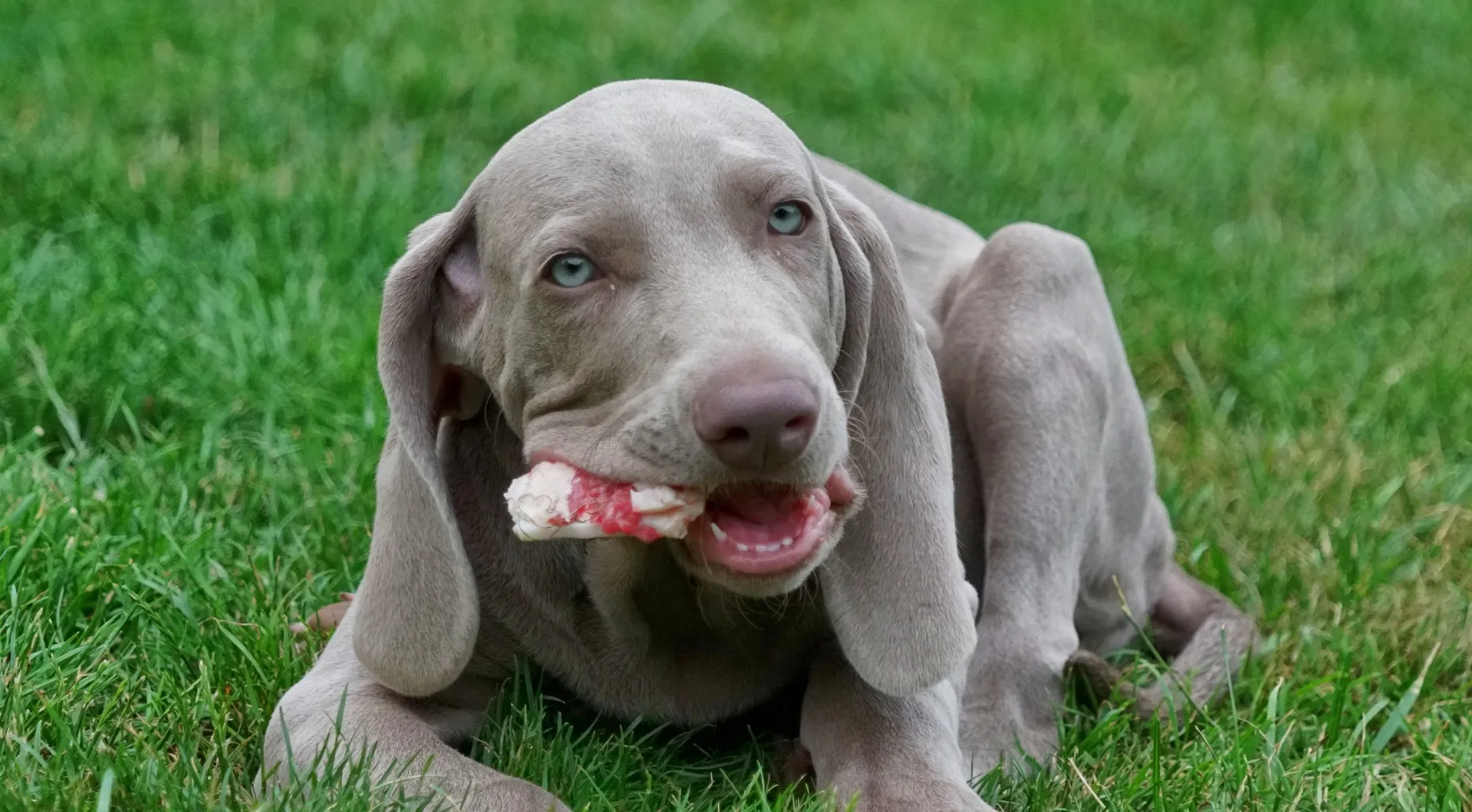 Weimaraner valp med tuggben
