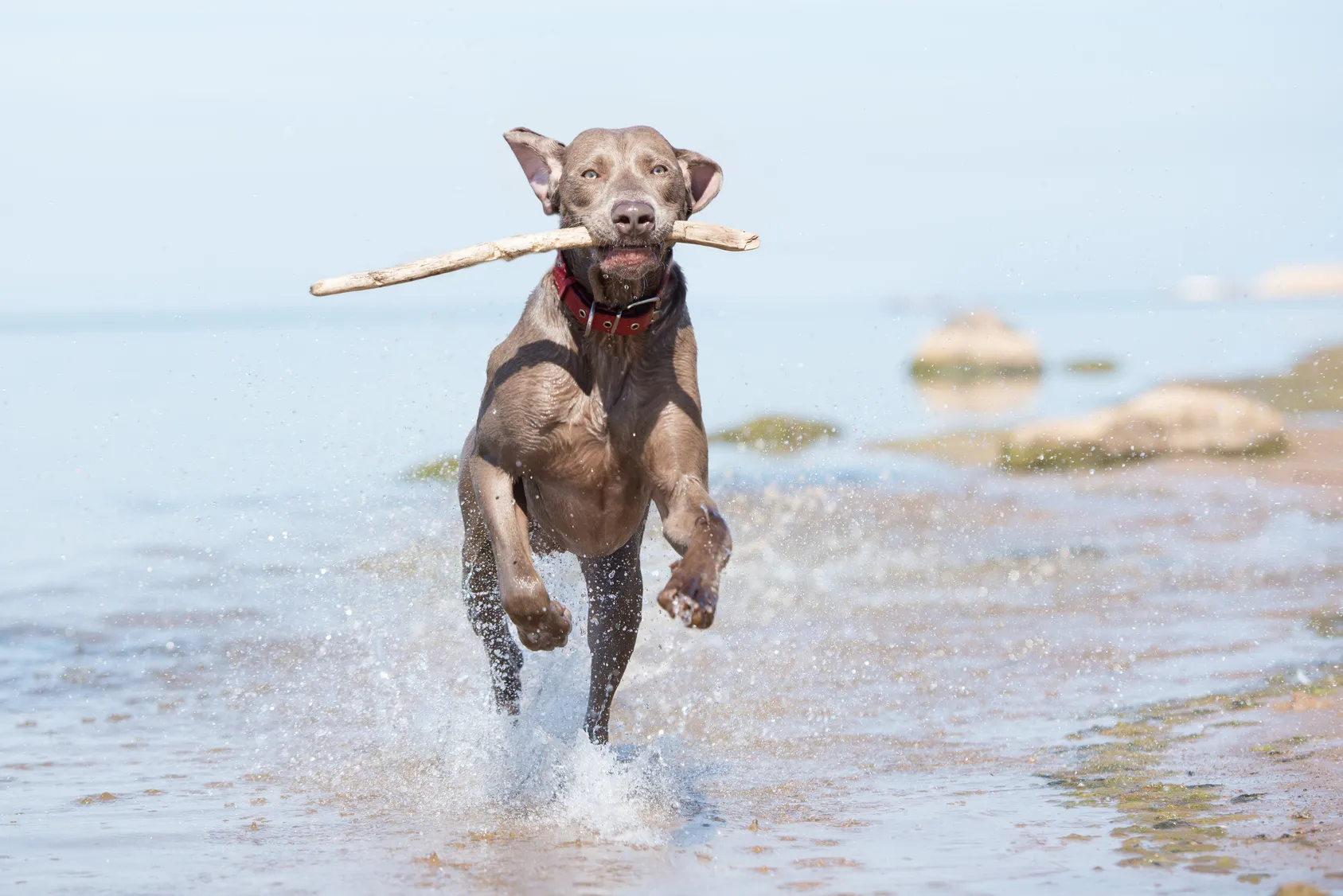 Weimaraner springer på stranden
