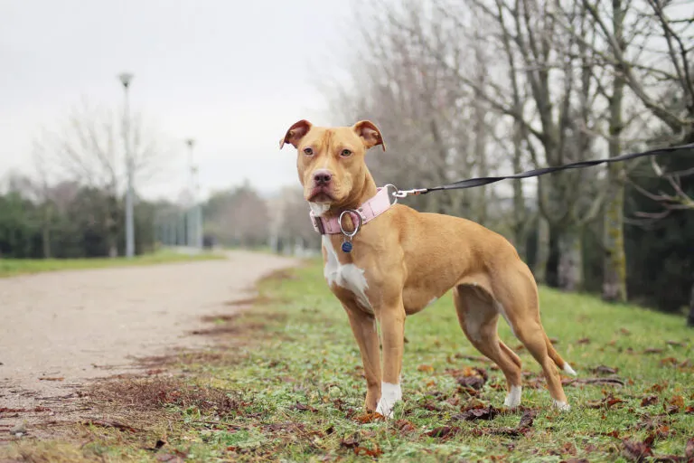 American Pit Bull Terrier i gräset