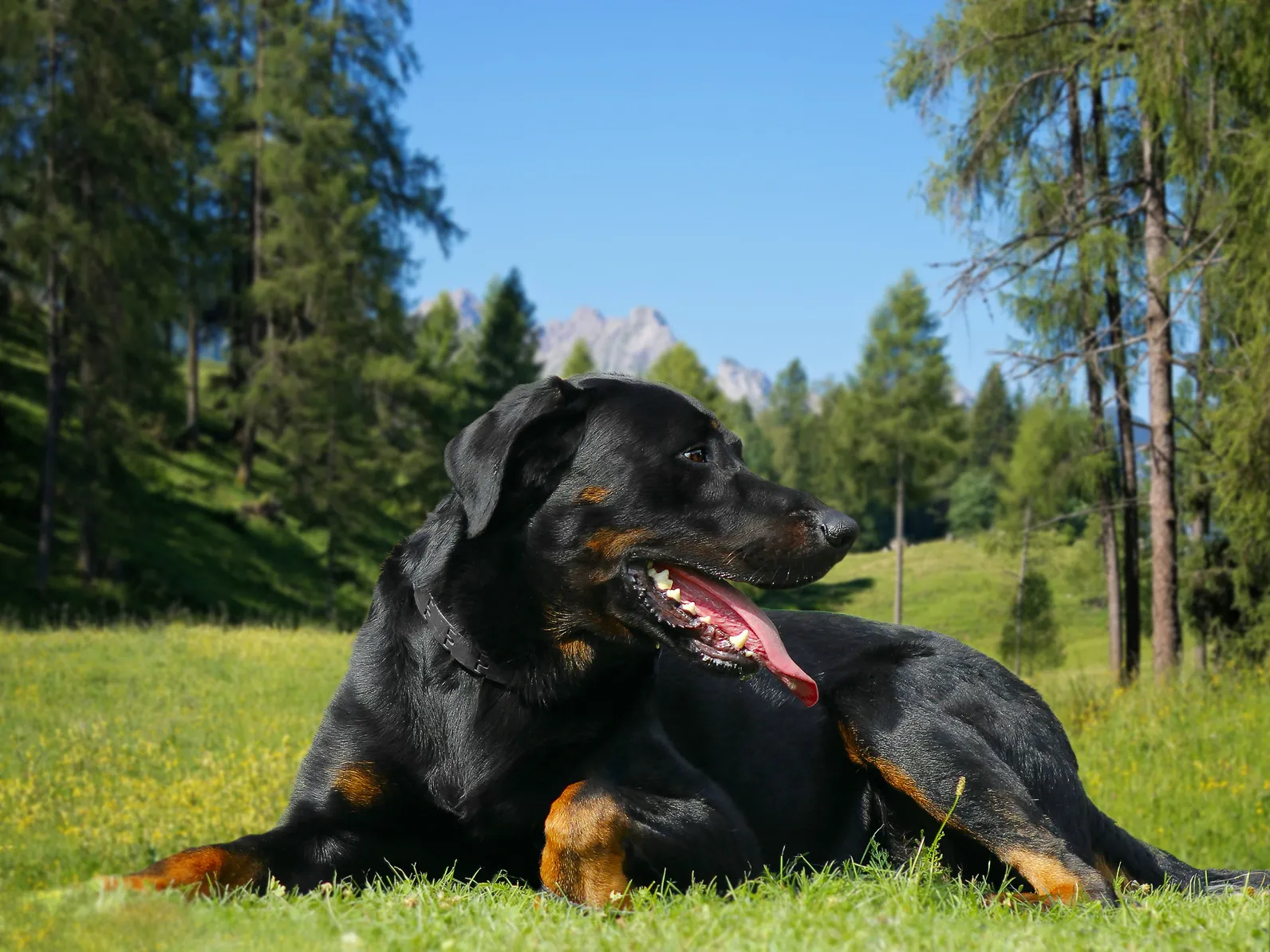 Stor hund Beauceron – Vacker representant för rasen