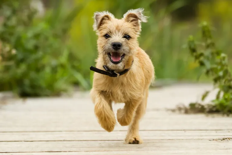 Närbild av en Cairnterrier som visar dess sträva täckhår och täta underull.