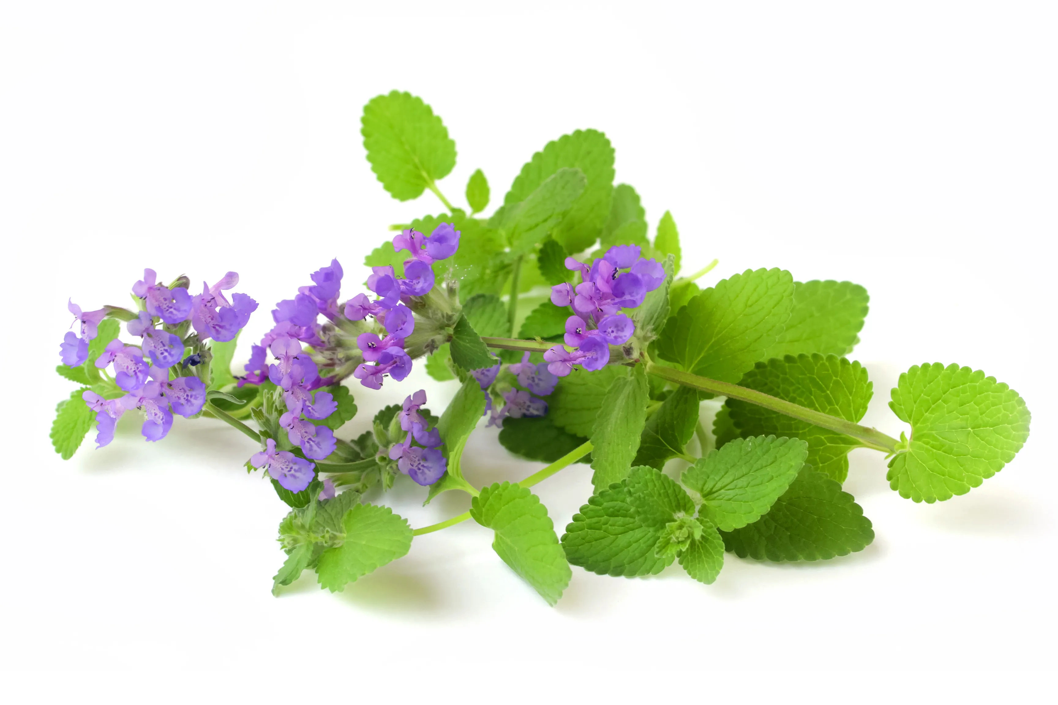 Äkta kattmynta (Nepeta cataria) med blommor och blad Närbild av äkta kattmynta med sina ömtåliga blommor och gröna blad.