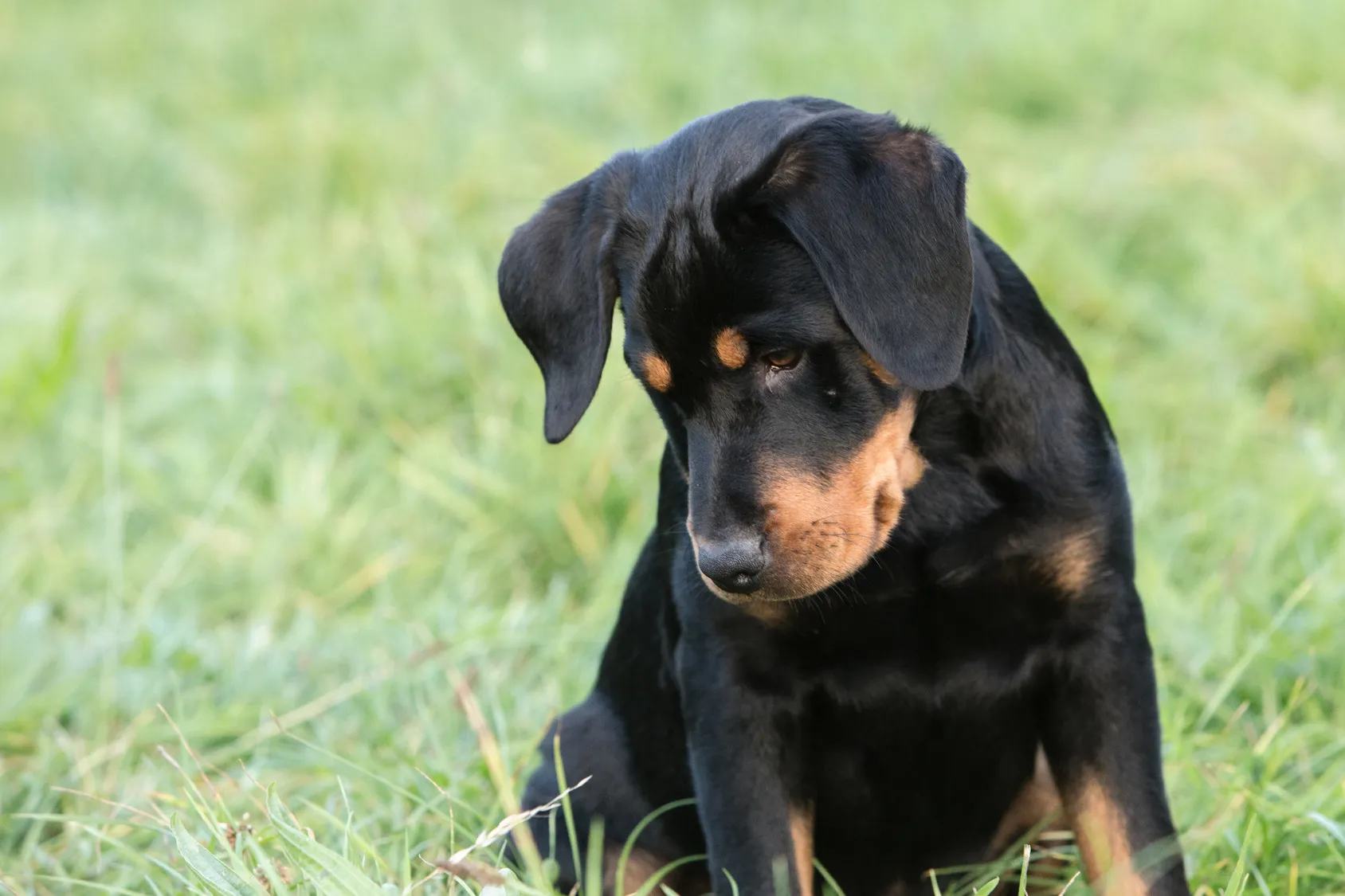 Beauceronvalp i gräset