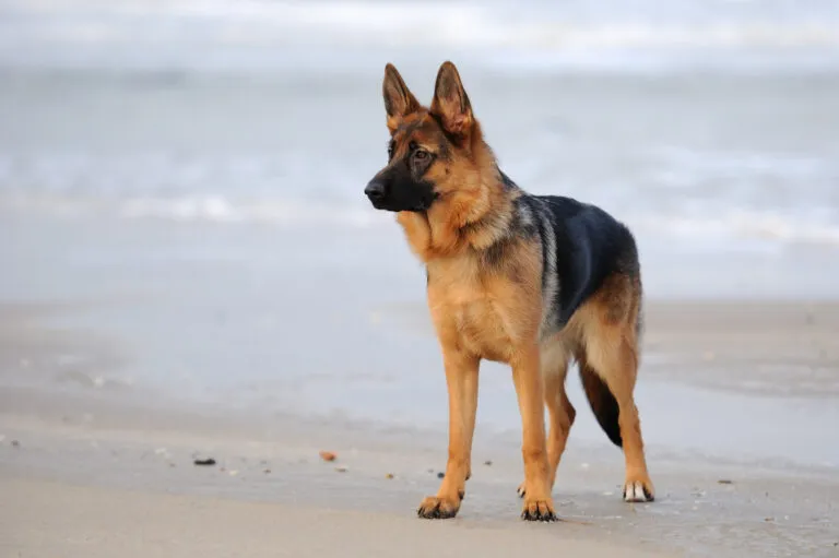Tysk schäferhund