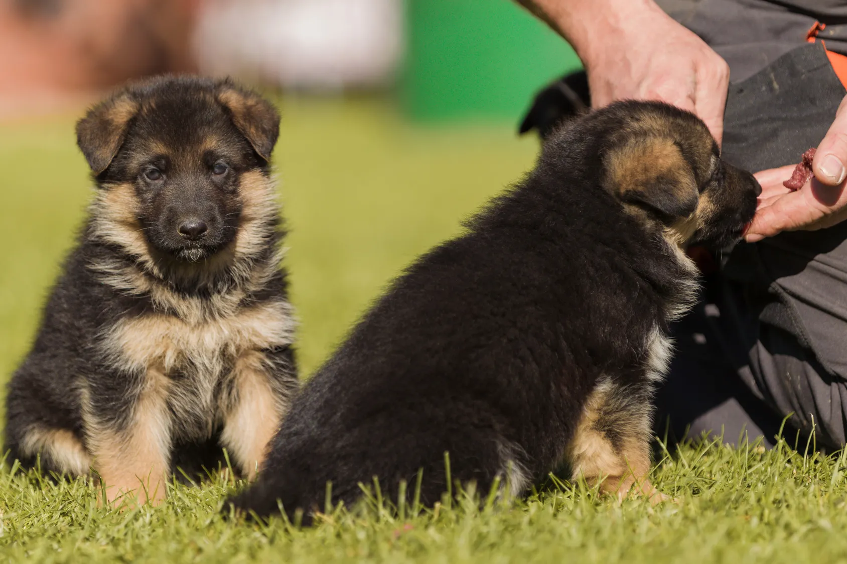 Tyska schäferhundvalpar