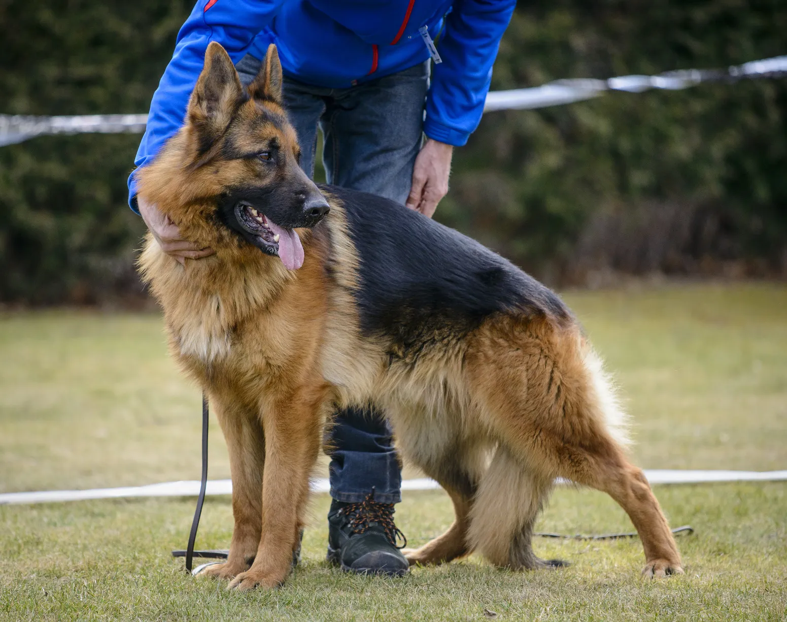 Tysk schäferhund Hundskola