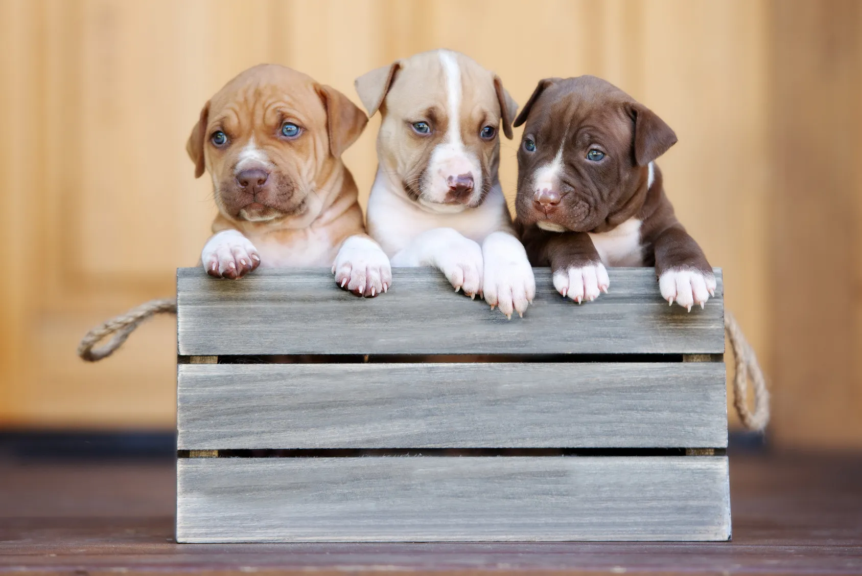 Tre amerikanska pitbullterriervalpar
