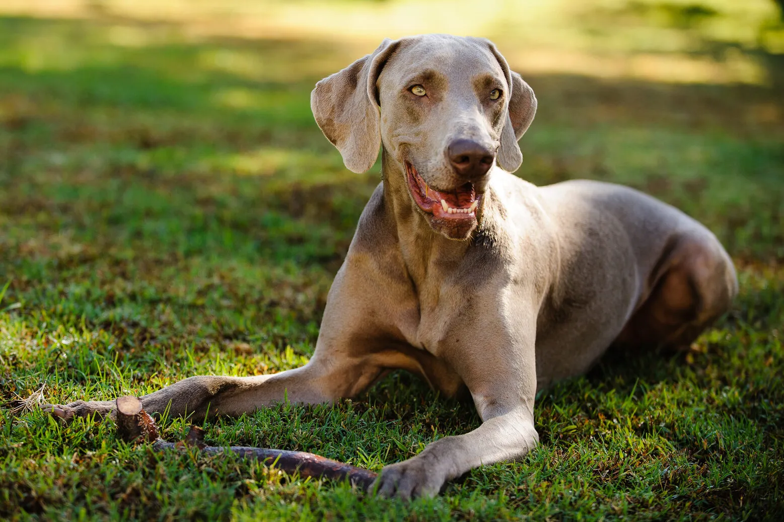 Weimaraner hund utomhusporträtt liggande i gräset