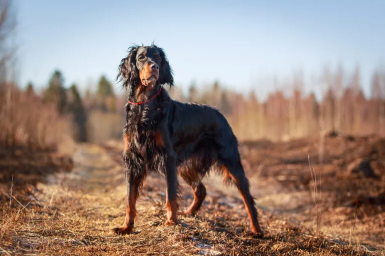 gordonsetter