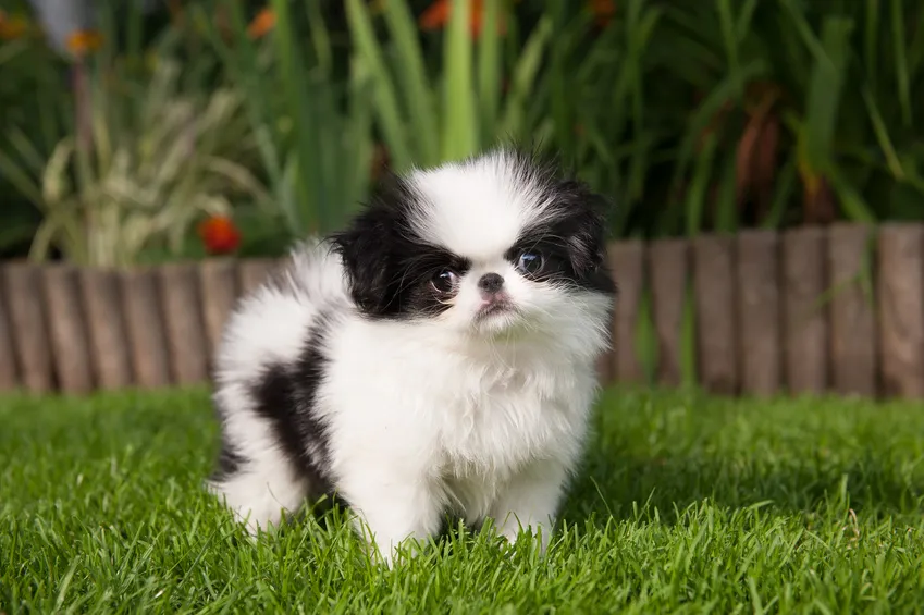 En japansk chin som vilar lugnt – en hundras känd för sitt stillsamma temperament och låga behov av motion och utrymme.