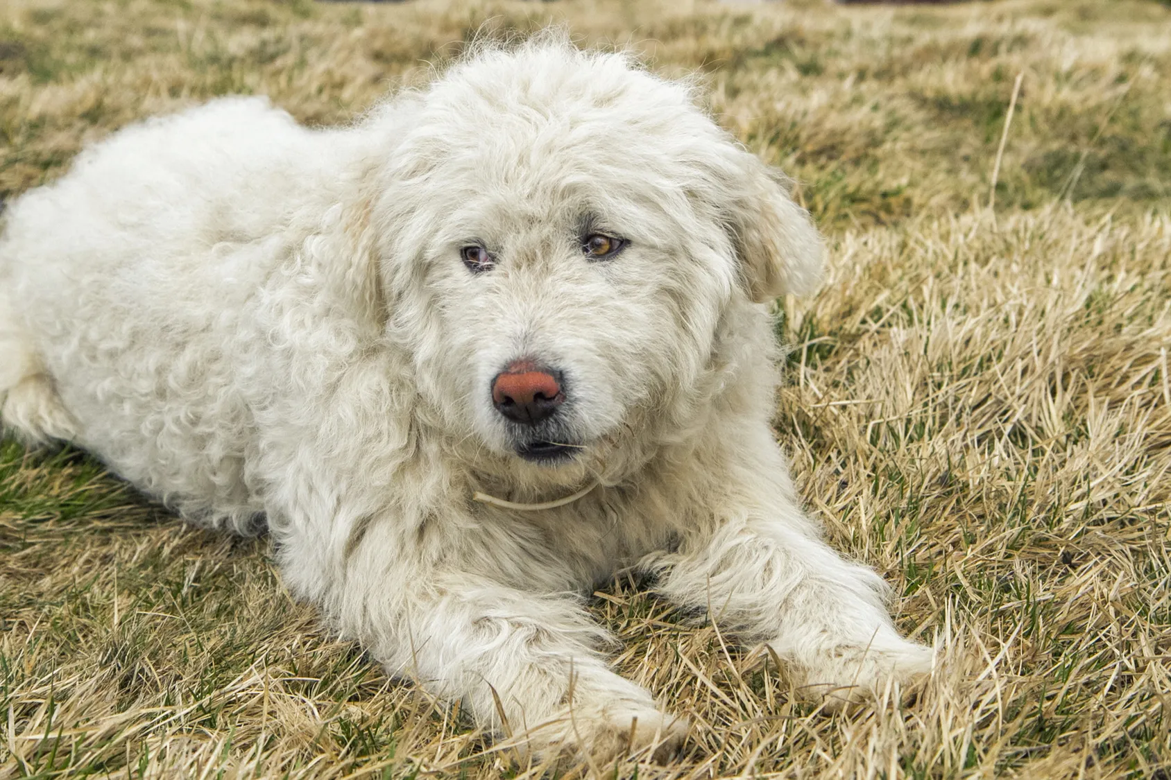 En självsäker komondor som vakar över sitt område med lugn och värdighet, en självständig herdehund med stark skyddsinstinkt.